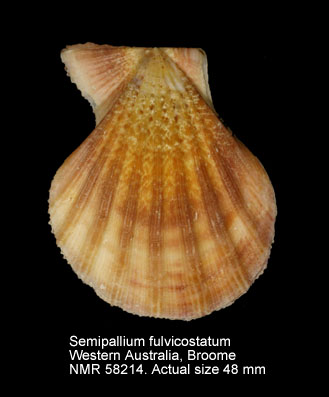 Semipallium fulvicostatum (2).jpg - Semipallium fulvicostatum(Adams & Reeve,1850)